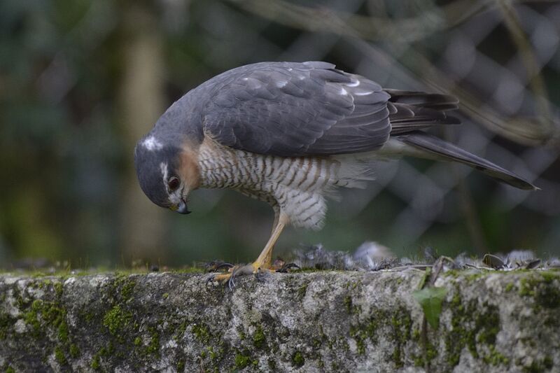 Épervier d'Europe mâle adulte, identification