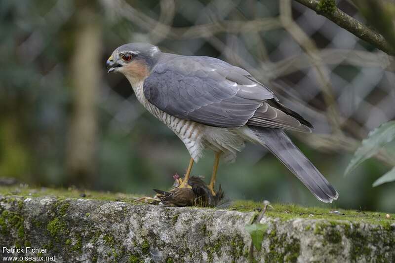 Épervier d'Europe mâle subadulte, identification, mange