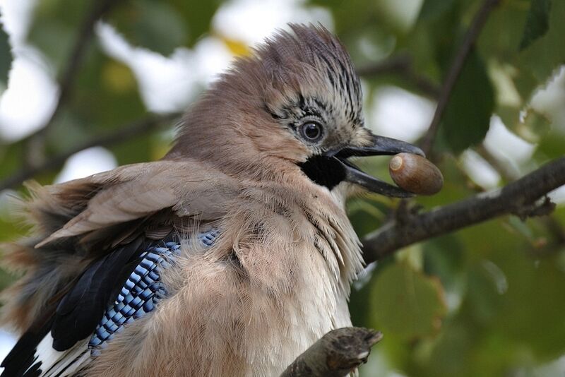 Eurasian Jaysubadult, close-up portrait