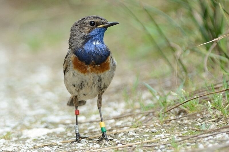 Bluethroat male adult