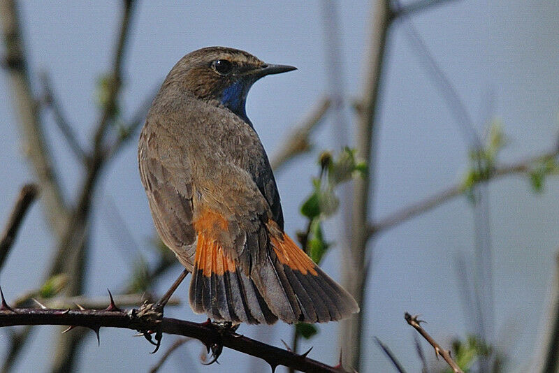 Bluethroat male adult breeding