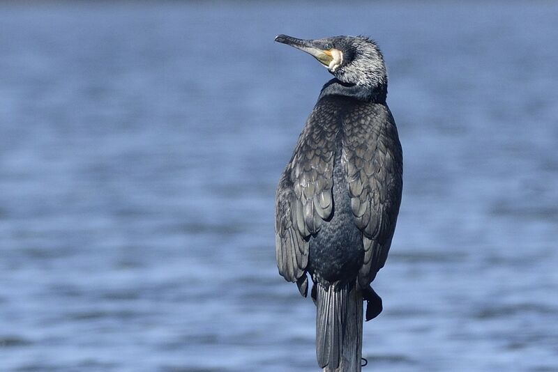 Great Cormorantadult breeding