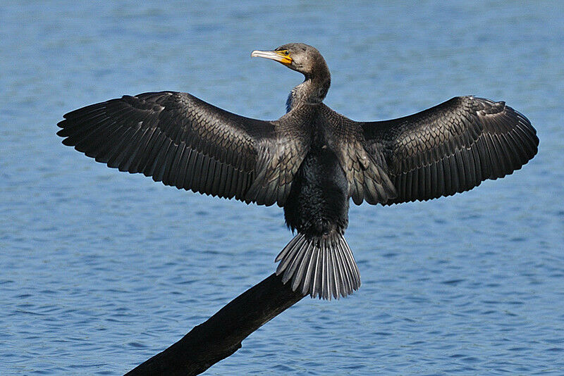 Great Cormorantadult