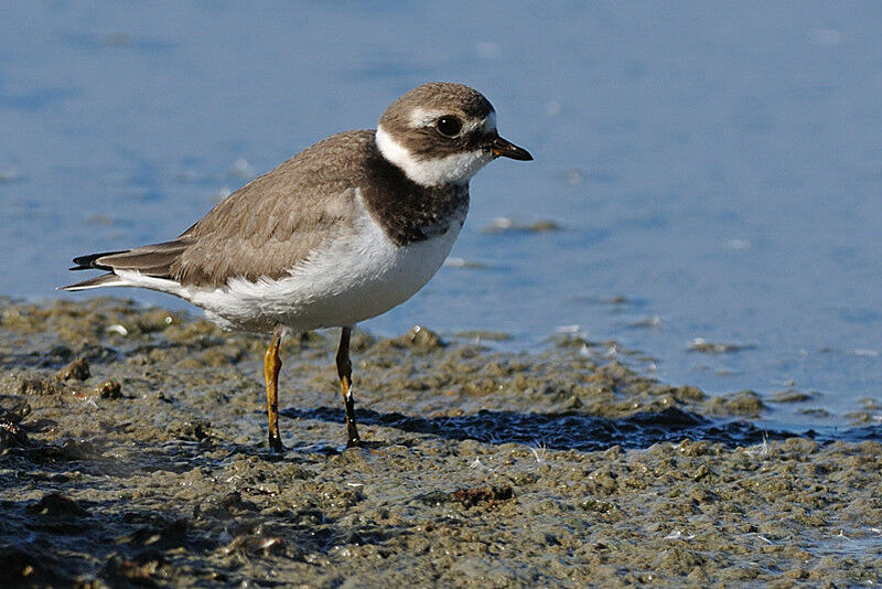 Common Ringed Ploveradult post breeding