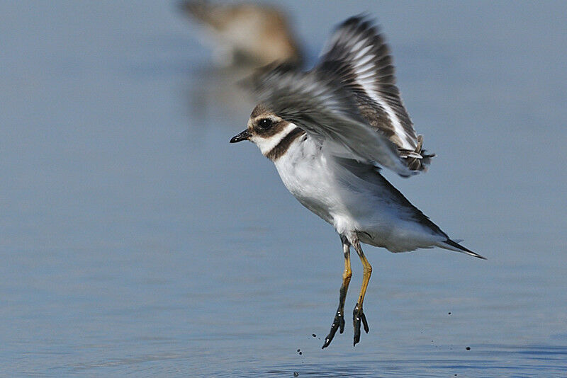 Common Ringed PloverFirst year, Behaviour