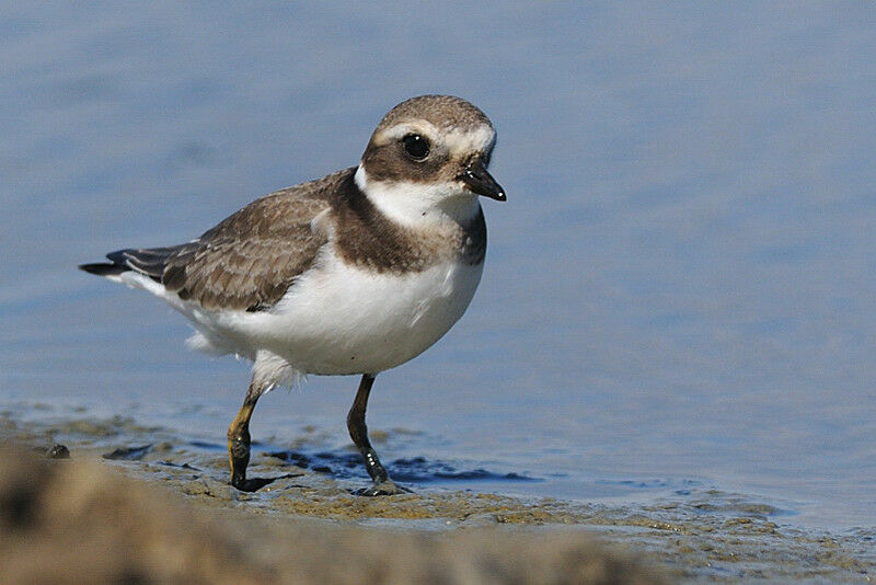 Common Ringed PloverFirst year