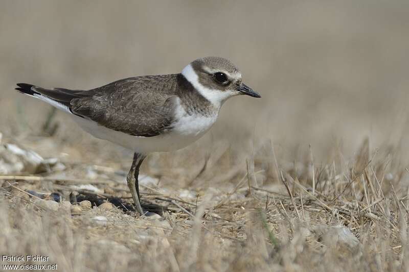 Common Ringed Ploverimmature, identification