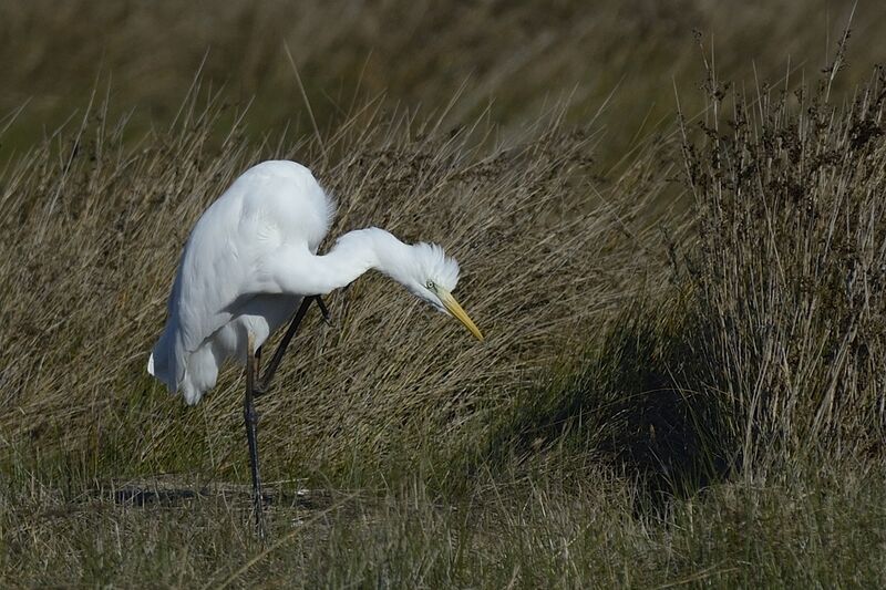 Great Egretadult post breeding, care