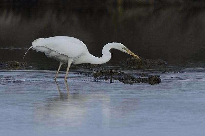 Great Egretadult, fishing/hunting