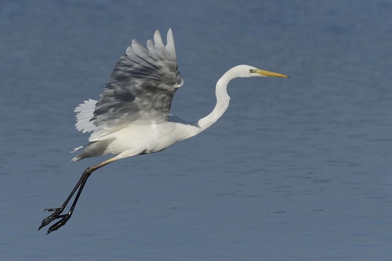 Great Egretadult post breeding, Flight