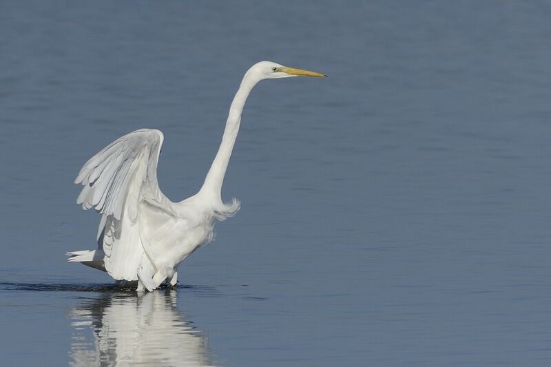 Great Egretadult post breeding, Flight