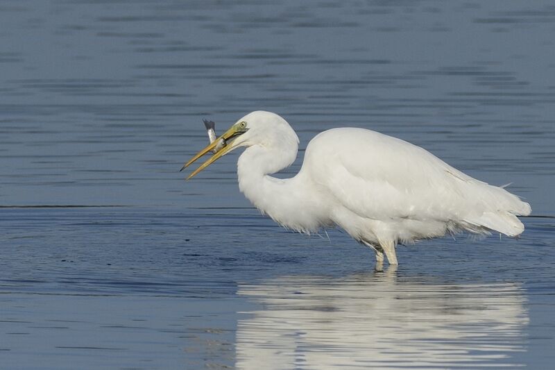 Great Egretadult post breeding, fishing/hunting