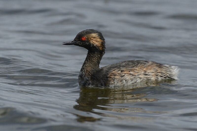 Black-necked Grebeadult breeding, close-up portrait