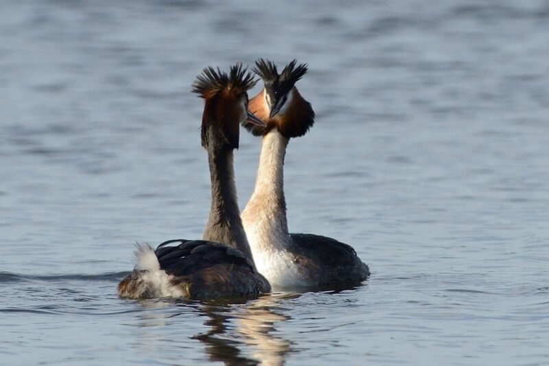 Great Crested Grebe