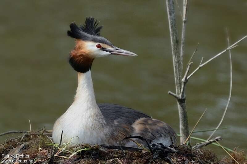 Great Crested Grebeadult breeding, Reproduction-nesting