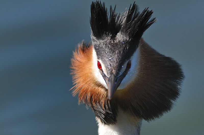 Great Crested Grebe