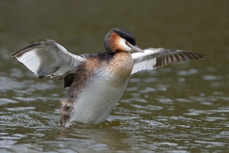 Great Crested Grebeadult breeding