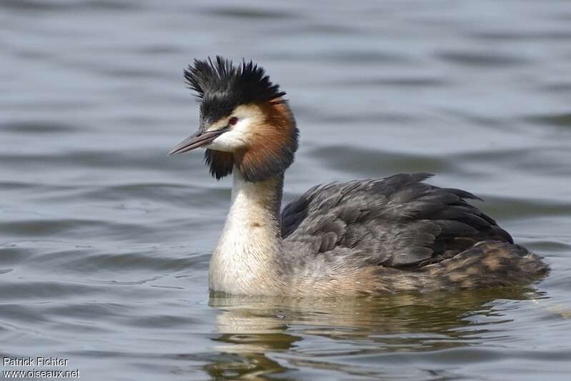 Great Crested Grebeadult breeding, identification