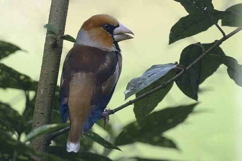 Hawfinch male adult breeding