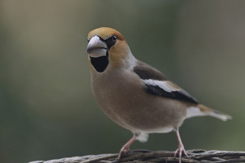 Hawfinch male adult post breeding