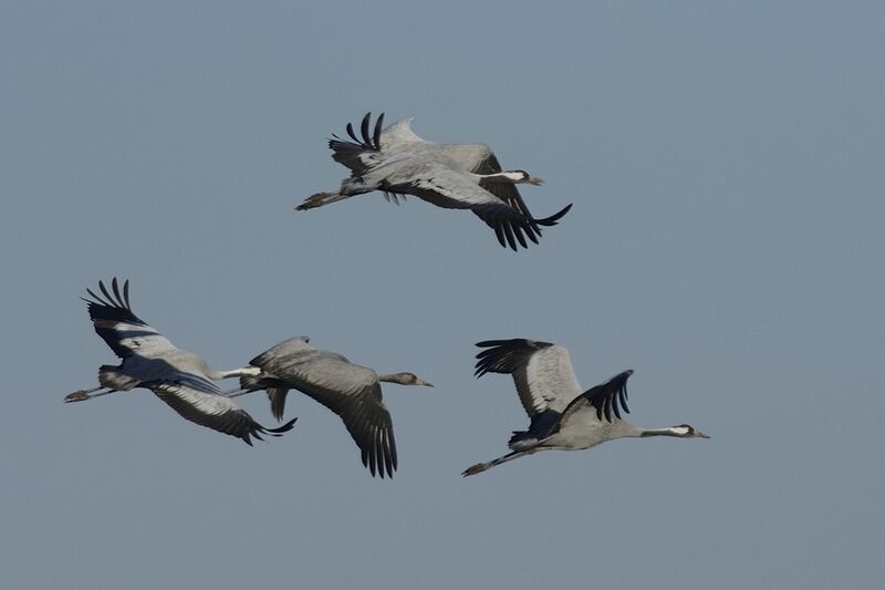 Common Crane, Flight