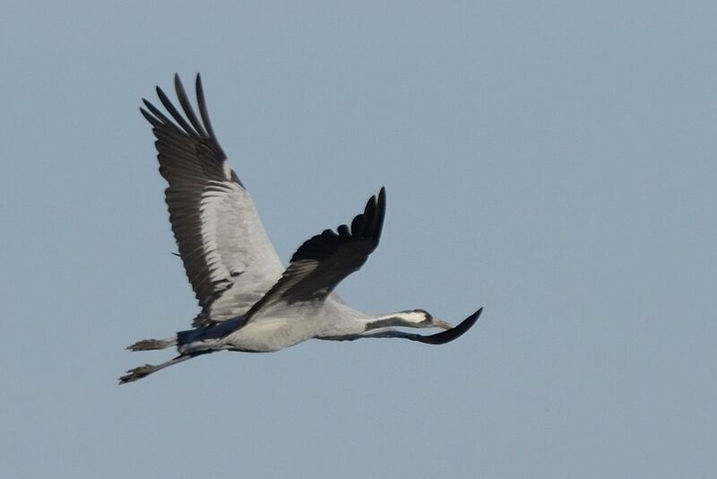 Common Craneadult, Flight