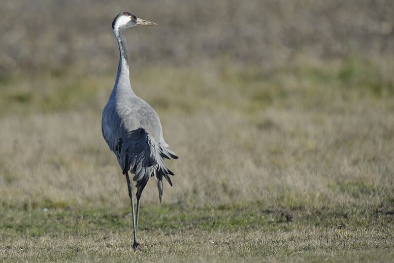 Common Craneadult, walking