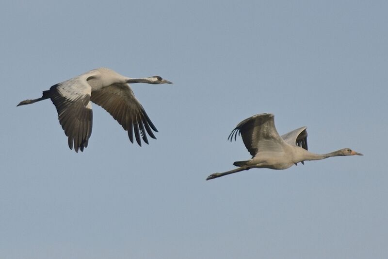 Common Crane, Flight