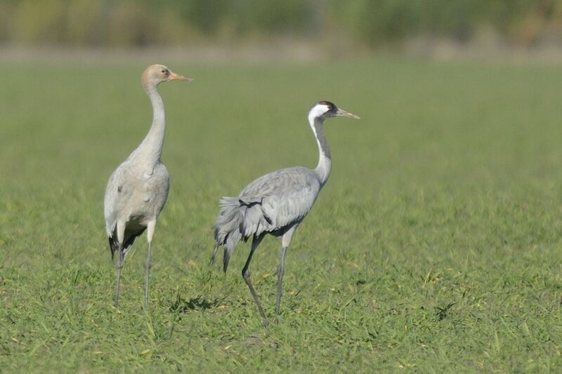 Common Crane