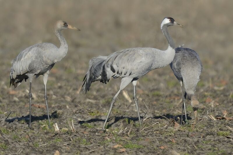 Common Crane, eats