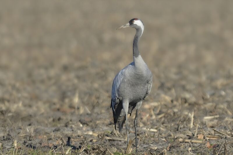 Common Craneadult