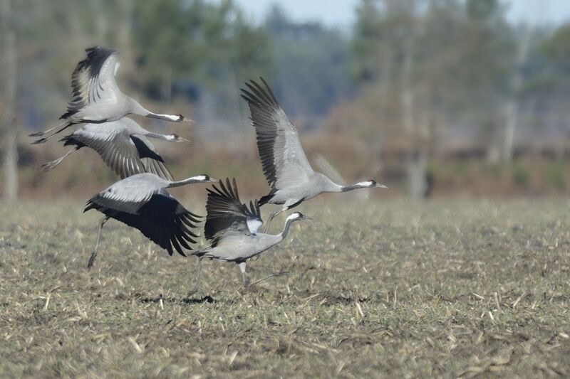 Common Crane, Flight