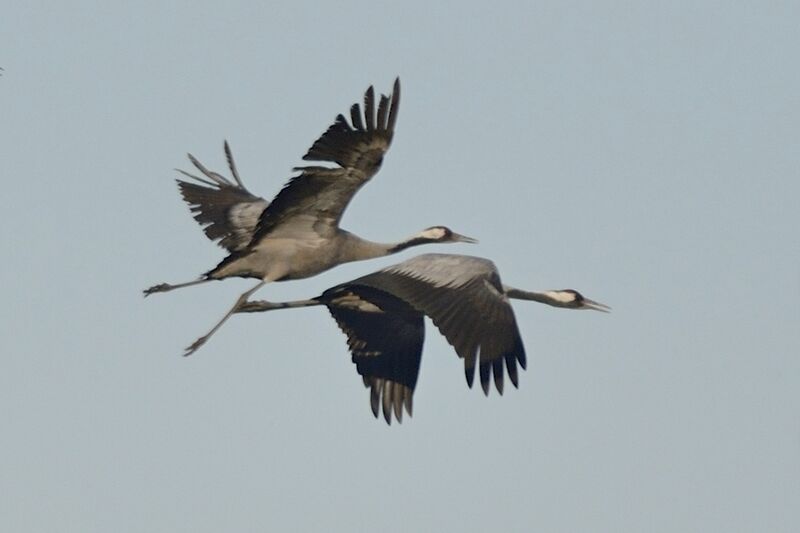 Common Craneadult post breeding, Flight