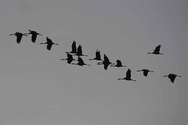 Common Crane