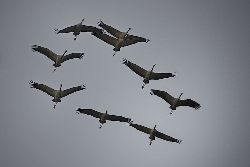 Common Crane