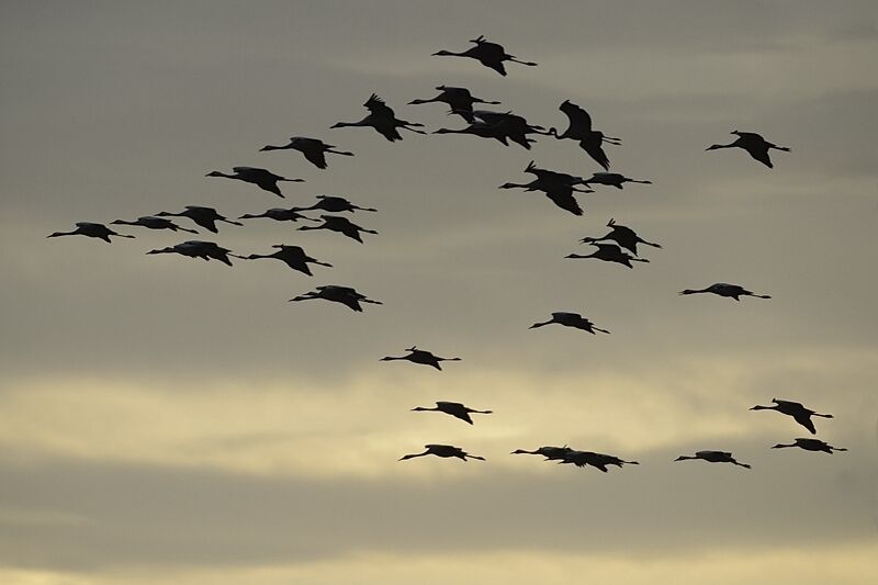 Common Crane