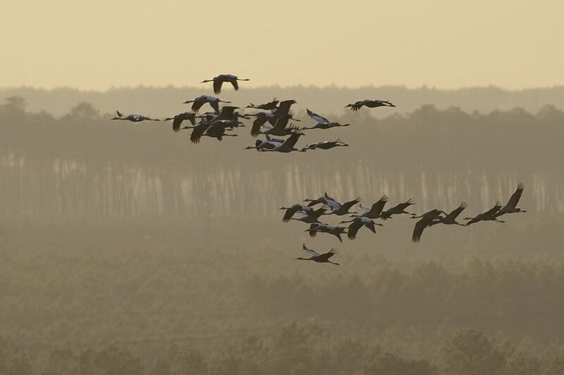 Common Crane