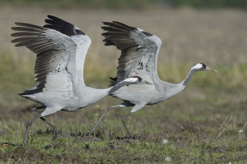 Common Craneadult post breeding, Flight