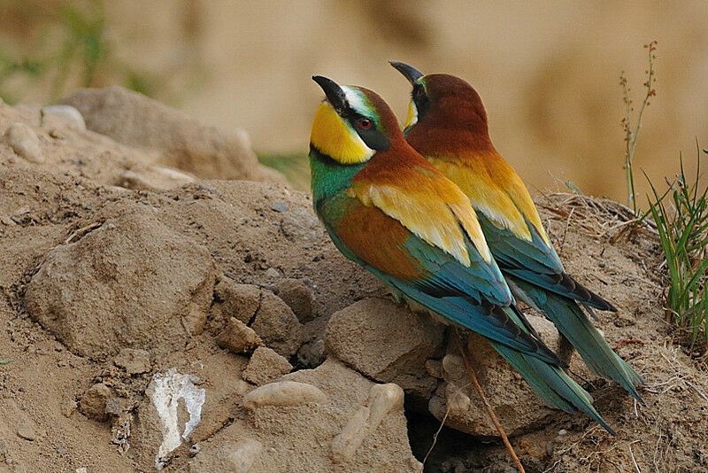 European Bee-eater male adult