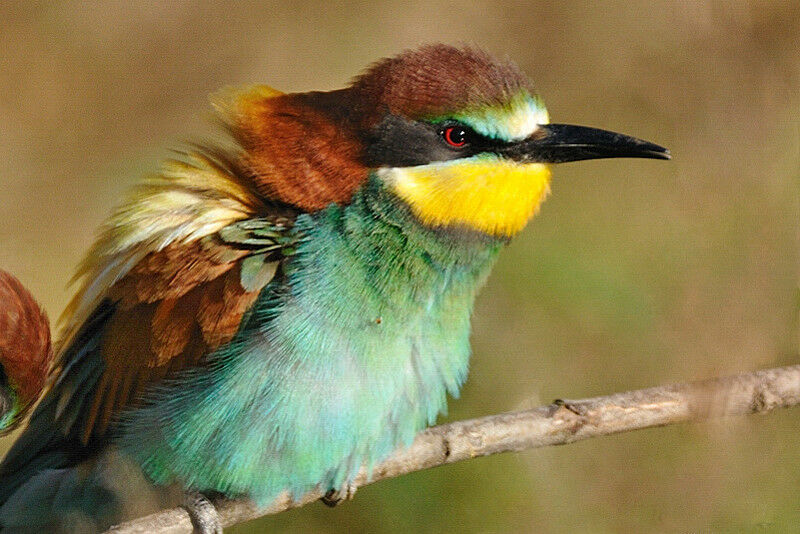 European Bee-eater male adult