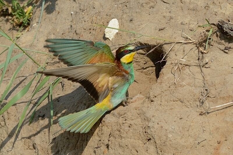 European Bee-eater male adult