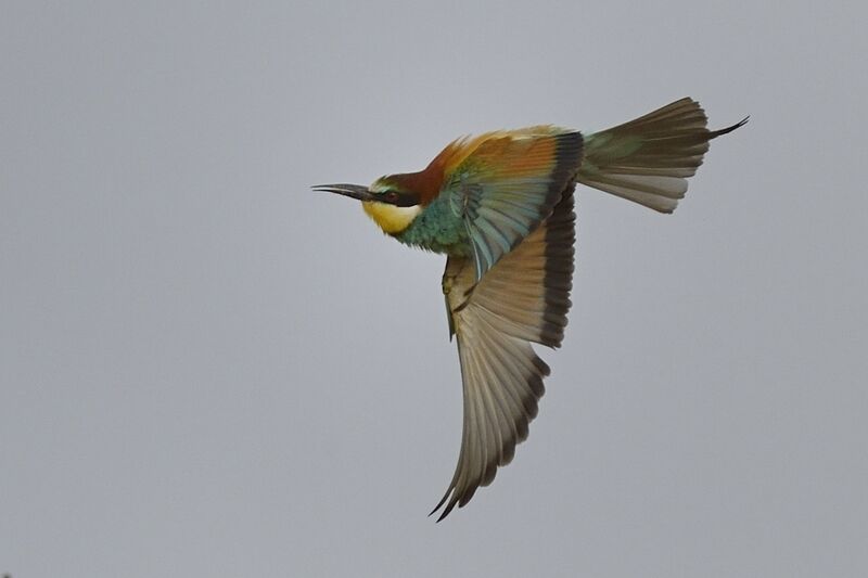 European Bee-eateradult, Flight