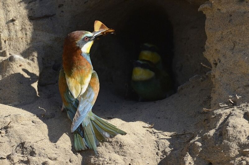 European Bee-eater, Reproduction-nesting