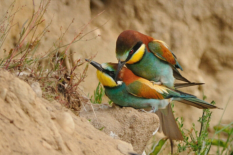 European Bee-eater