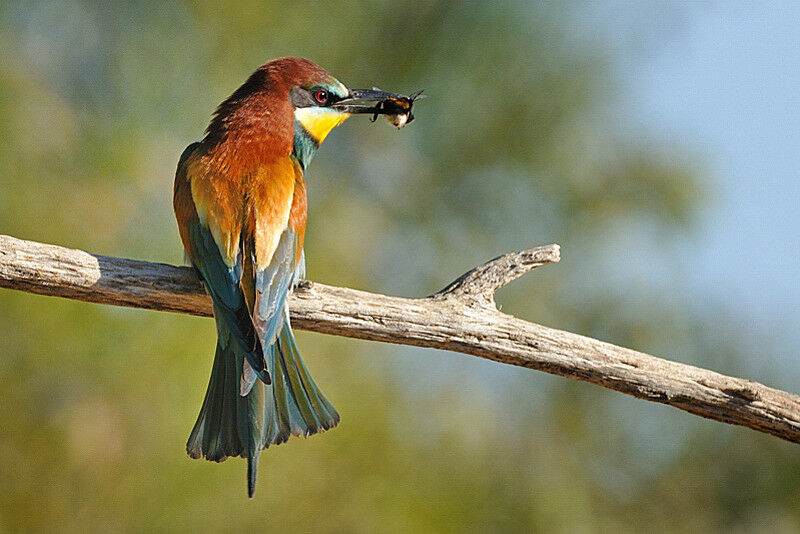 European Bee-eater