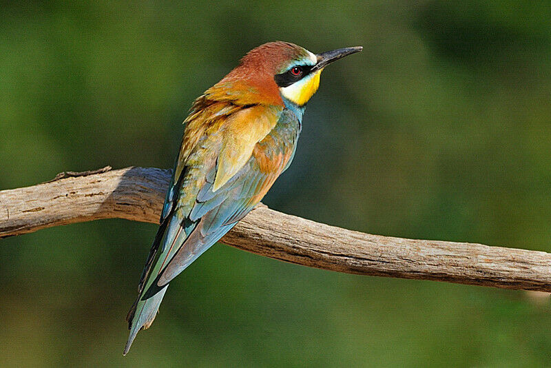 European Bee-eater