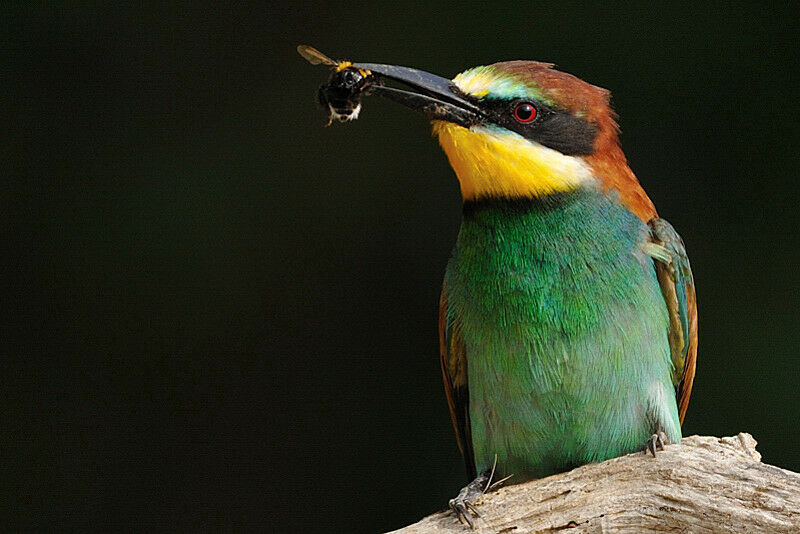 European Bee-eater