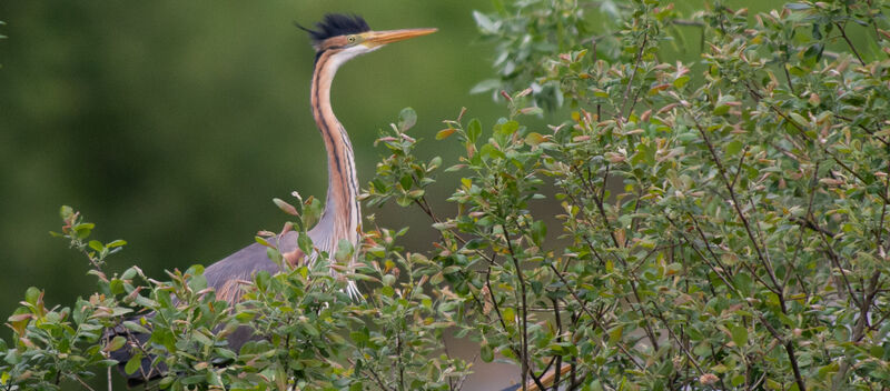 Purple Heronadult breeding, Reproduction-nesting