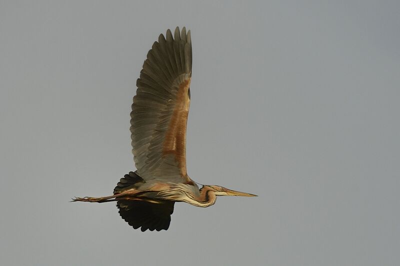 Purple Heronadult, Flight