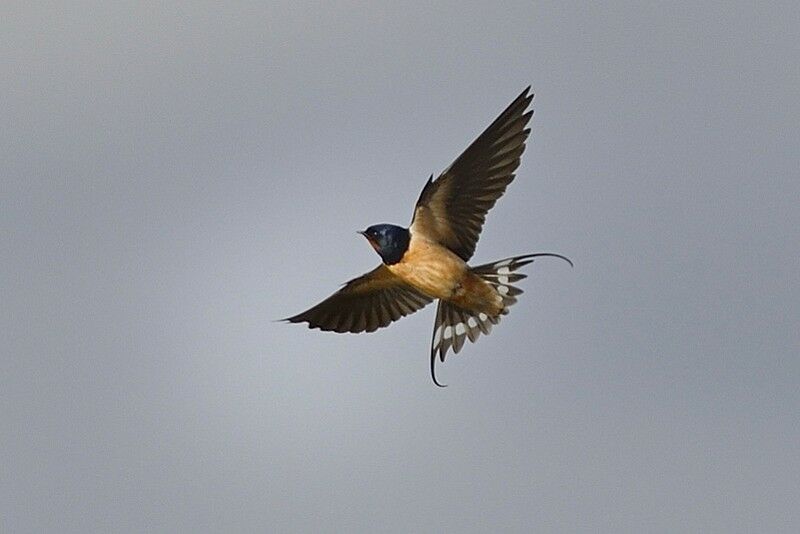 Barn Swallowadult